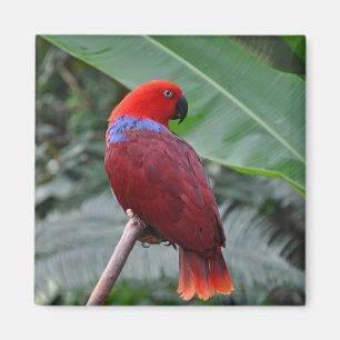 Red eclectic parrot magnet