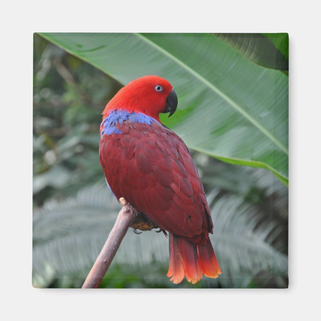 Red eclectic parrot magnet (Front)