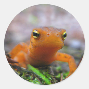 Red Eft Classic Round Sticker