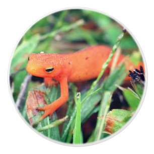 Red Eft Orange Salamander Nature 1 Ceramic Knob