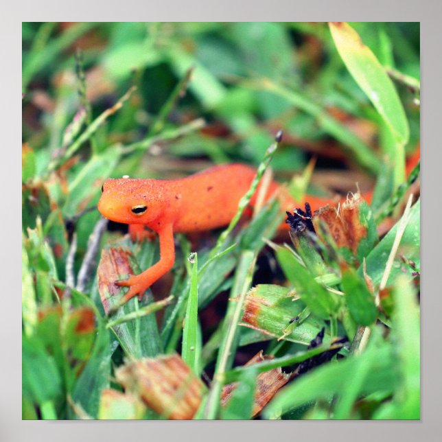 Red Eft Orange Salamander Nature 1  Poster (Front)