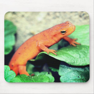 Red Eft Salamander Nature Mouse Pad