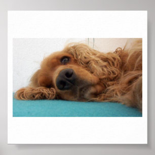 red english cocker spaniel 2.png poster