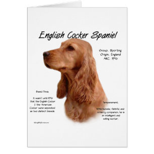 Red English Cocker Spaniel History