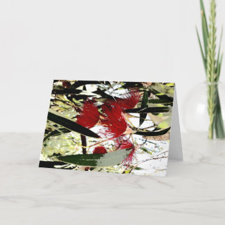 red eucalyptus flower holiday card