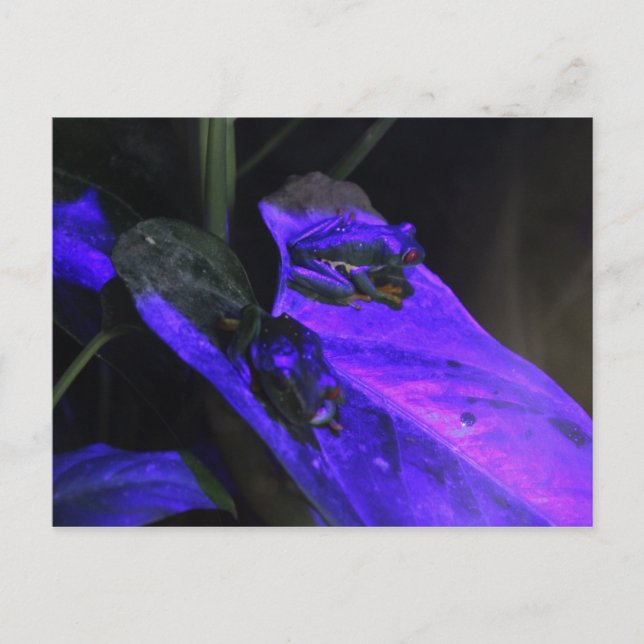 Red Eye Tree Frog # 2 Postcard (Front)