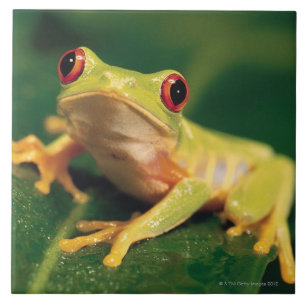 Red eye tree frog ceramic tile