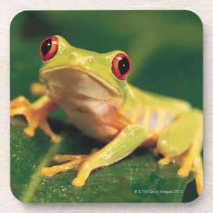 Red eye tree frog coaster