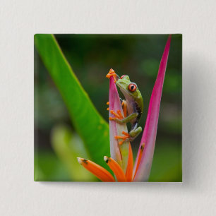 Red-eye tree frog, Costa Rica 15 Cm Square Badge