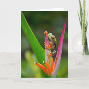 Red-eye tree frog, Costa Rica 2 Card
