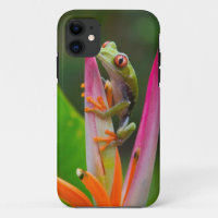 Red-eye tree frog, Costa Rica