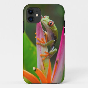 Red-eye tree frog, Costa Rica iPhone 11 Case