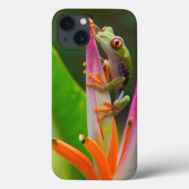 Red-eye tree frog, Costa Rica Case-Mate iPhone Case (Back)