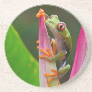 Red-eye tree frog, Costa Rica Coaster