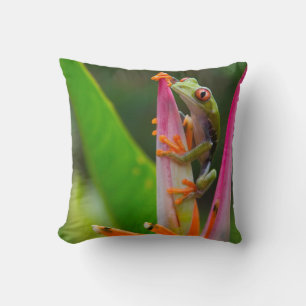 Red-eye tree frog, Costa Rica Cushion