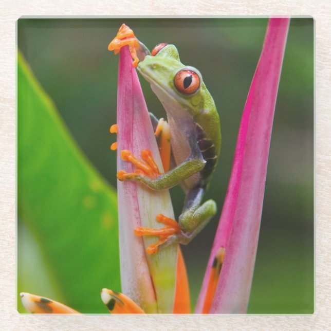 Red-eye tree frog, Costa Rica Glass Coaster (Front)