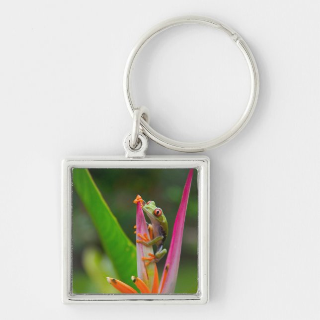 Red-eye tree frog, Costa Rica Key Ring (Front)
