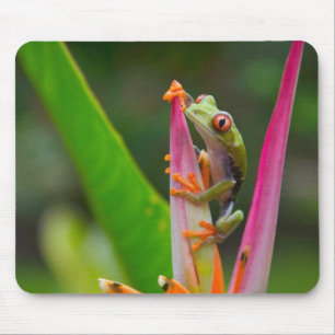 Red-eye tree frog, Costa Rica Mouse Pad