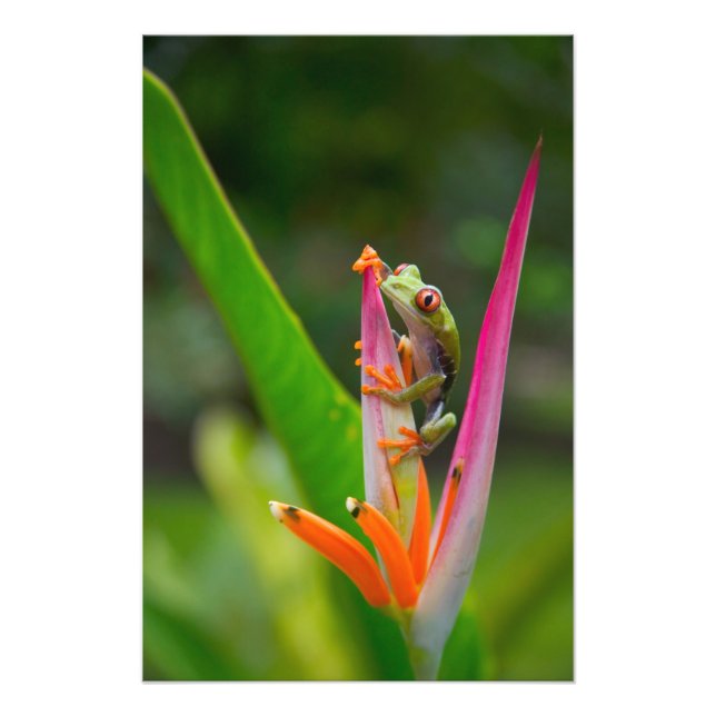 Red-eye tree frog, Costa Rica Photo Print (Front)