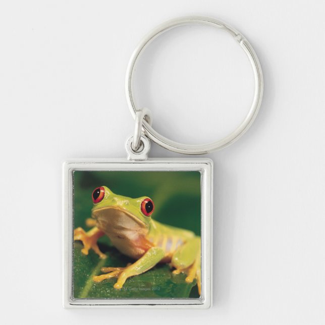 Red eye tree frog key ring (Front)