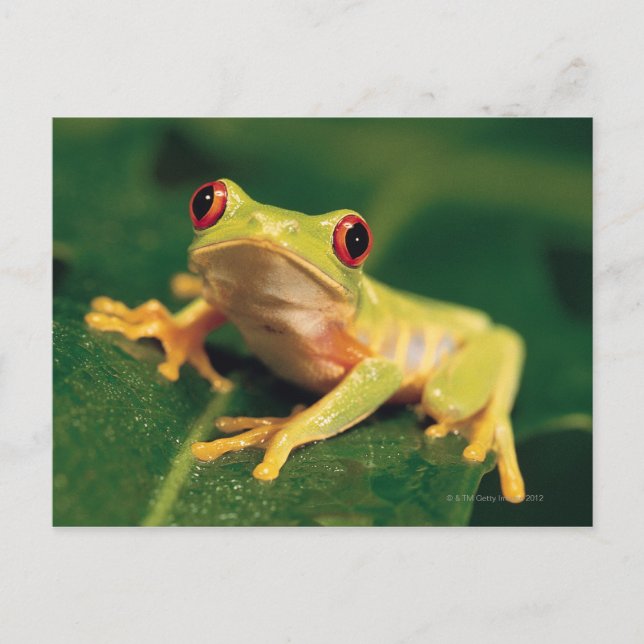 Red eye tree frog postcard (Front)