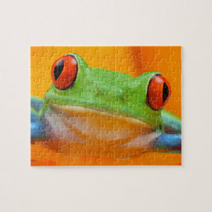 Red-eye Tree Frog Puzzle