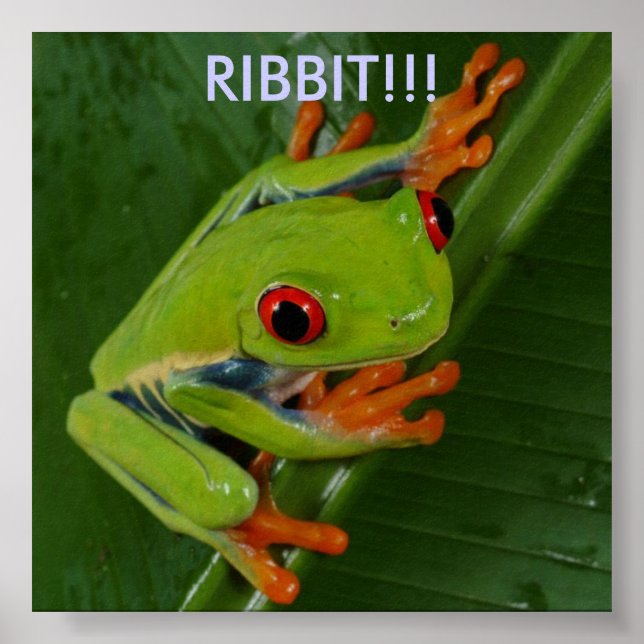 Red-Eye-Tree-Frog, RIBBIT!!! Poster (Front)