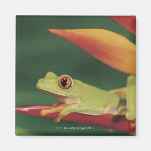 Red eye tree frog sitting on flower magnet