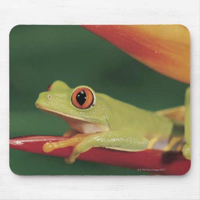 Red eye tree frog sitting on flower mouse pad (Front)
