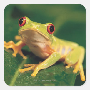 Red eye tree frog square sticker