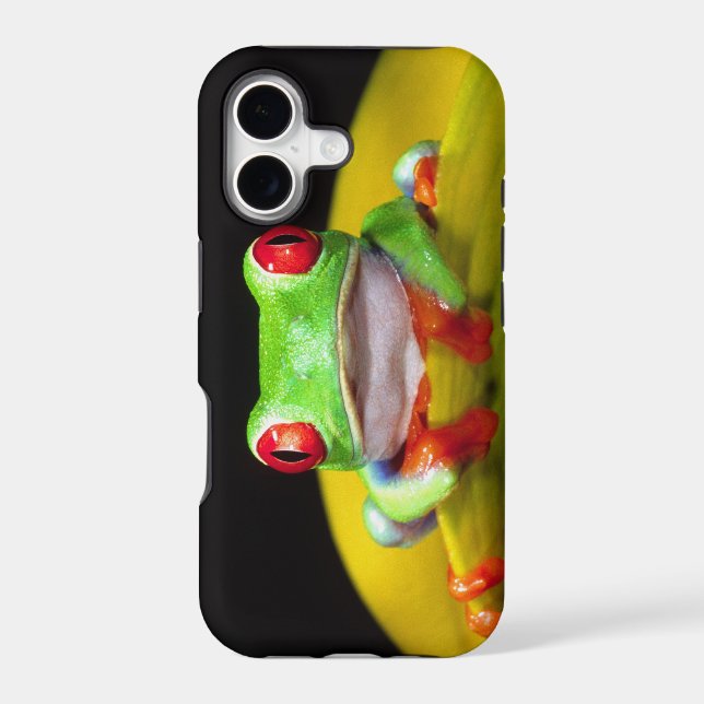 Red Eye Treefrog, Agalychinis callidryas, Native (Back)