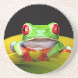 Red Eye Treefrog, Agalychinis callidryas, Native Coaster