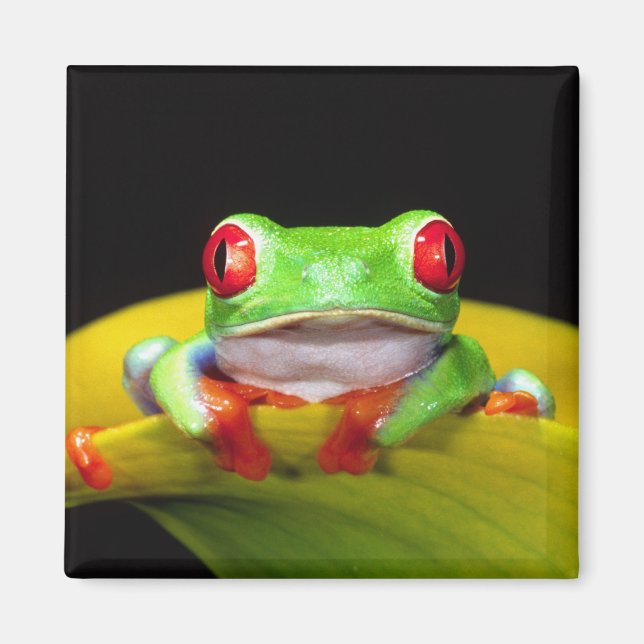 Red Eye Treefrog, Agalychinis callidryas, Native Magnet (Front)