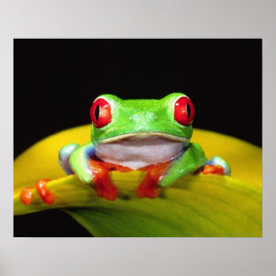 Red Eye Treefrog, Agalychinis callidryas, Native Poster