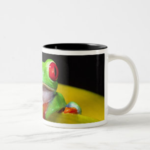 Red Eye Treefrog, Agalychinis callidryas, Native Two-Tone Coffee Mug