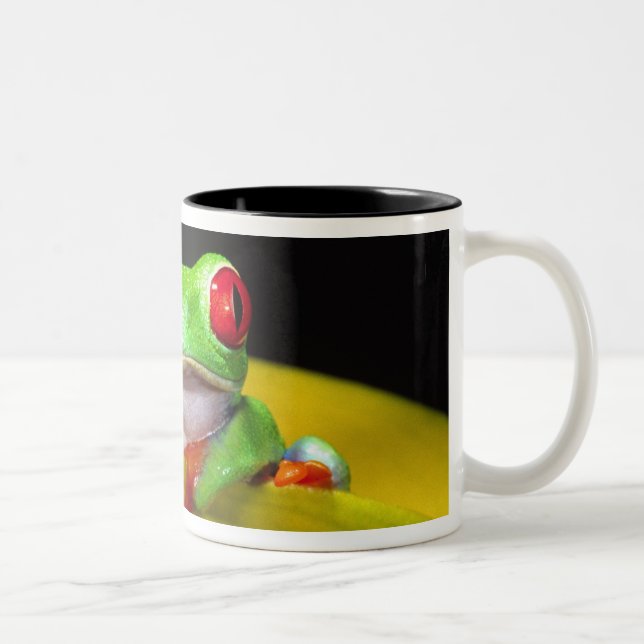 Red Eye Treefrog, Agalychinis callidryas, Native Two-Tone Coffee Mug (Right)