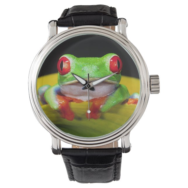 Red Eye Treefrog, Agalychinis callidryas, Native Watch (Front)