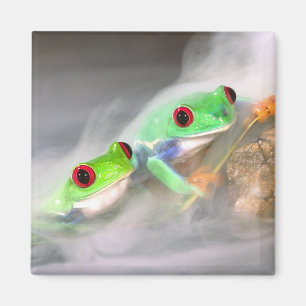 Red Eye Treefrog in the mist, Agalychinis 2 Magnet