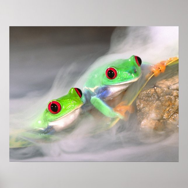 Red Eye Treefrog in the mist, Agalychinis 2 Poster (Front)