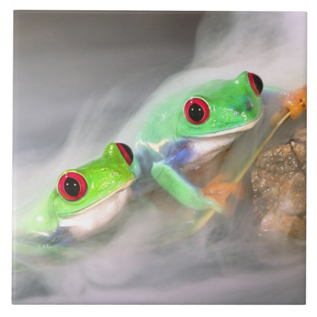 Red Eye Treefrog in the mist, Agalychinis 2 Tile (Front)