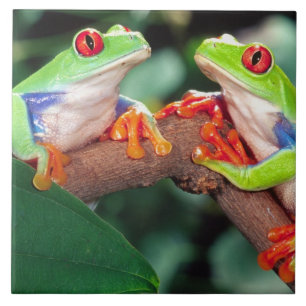 Red Eye Treefrog Pair, Agalychinis callidryas, Ceramic Tile