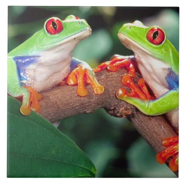 Red Eye Treefrog Pair, Agalychinis callidryas, Ceramic Tile (Front)