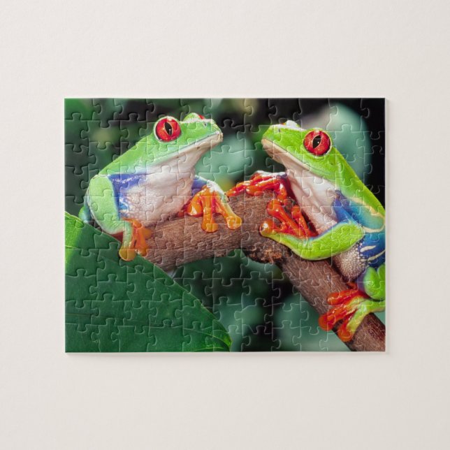 Red Eye Treefrog Pair, Agalychinis callidryas, Jigsaw Puzzle (Horizontal)