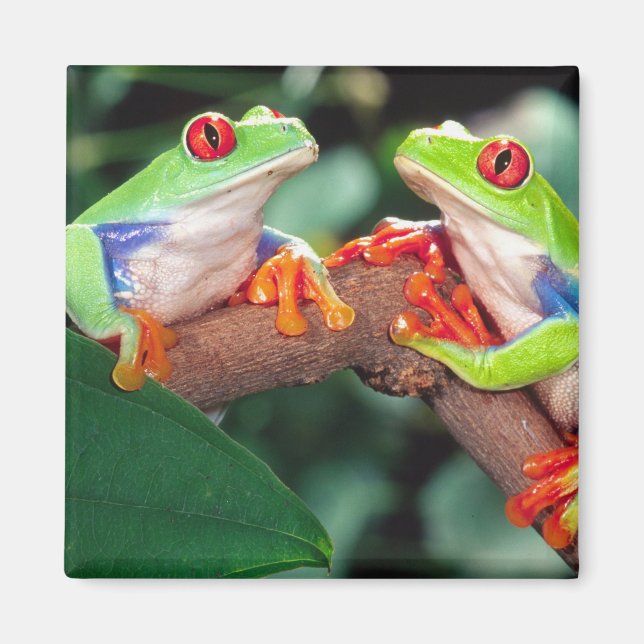 Red Eye Treefrog Pair, Agalychinis callidryas, Magnet (Front)