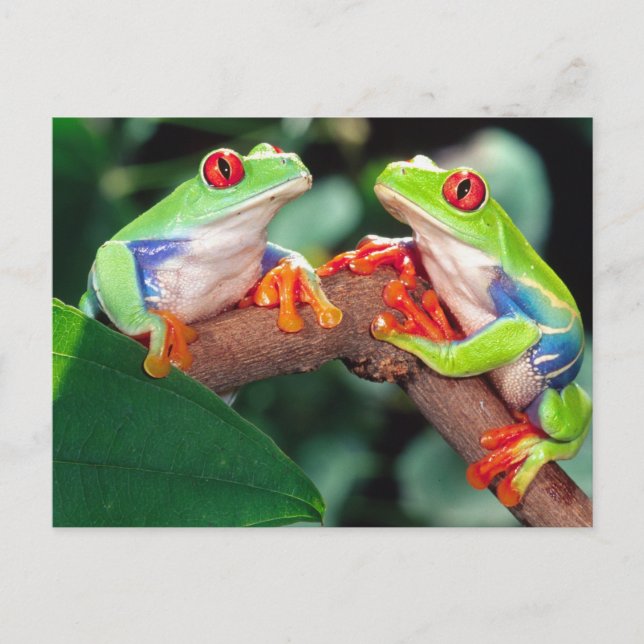 Red Eye Treefrog Pair, Agalychinis callidryas, Postcard (Front)