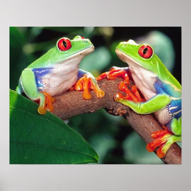 Red Eye Treefrog Pair, Agalychinis callidryas, Poster (Front)