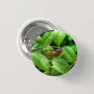 Red Eyed Cicada 3 Cm Round Badge