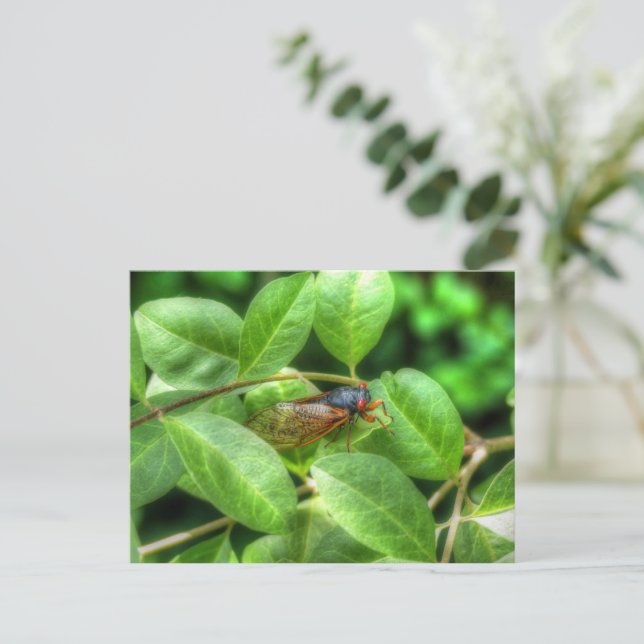 Red Eyed Cicada Folded Greeting Card (Standing Front)