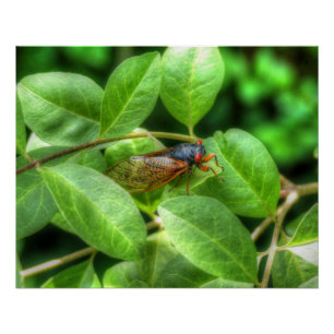 Red Eyed Cicada  Poster