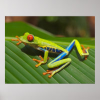 Red Eyed Green Tree Frog